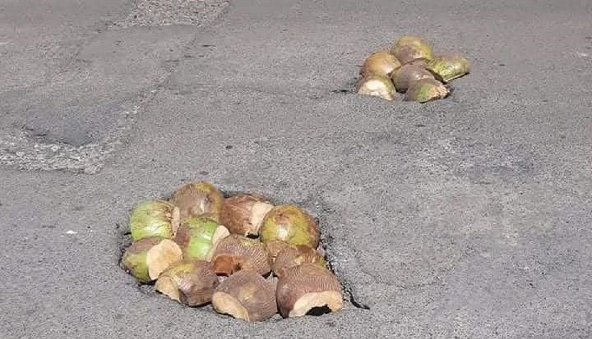 Mente de tiburón: Rellenan baches con cocos en Nayarit 3 cocos