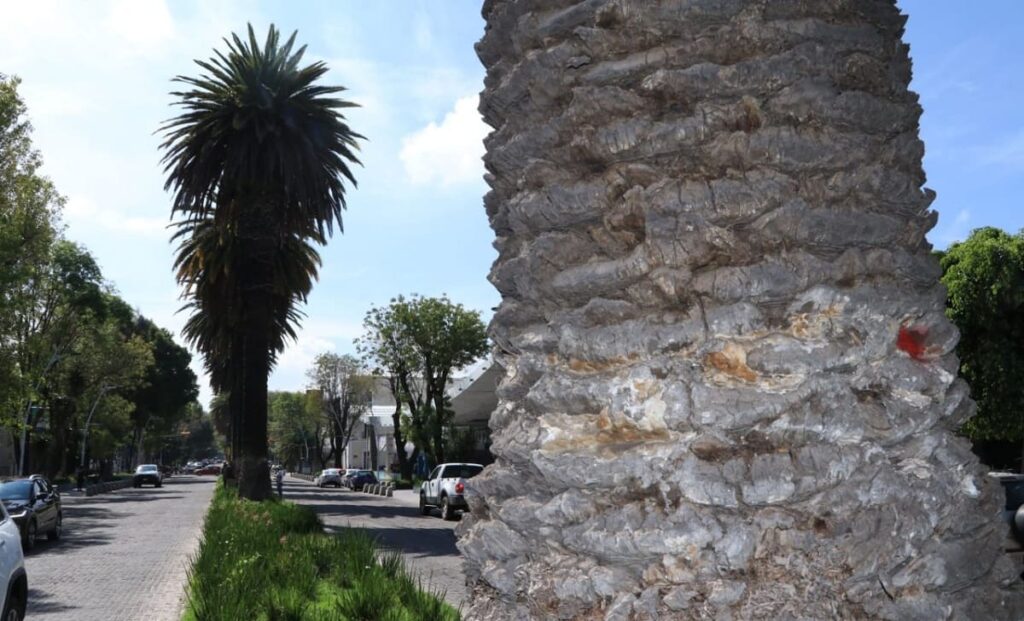 fotos avenida juarez