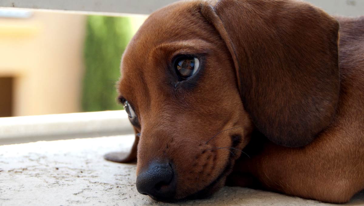 Estudio revela porque los perritos tienen una mirada tierna 4 mirada de perritos
