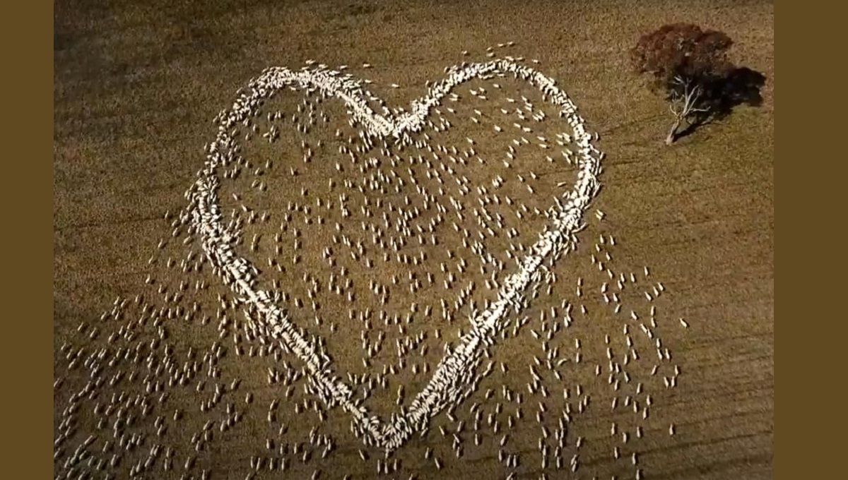VIDEO: Pastor australiano organiza sus ovejas en forma de corazón en honor a su tía muerta 2 ovejas