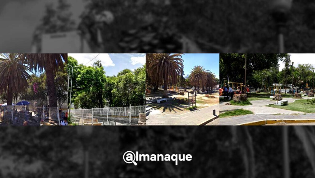 palmeras taladas antes y despues