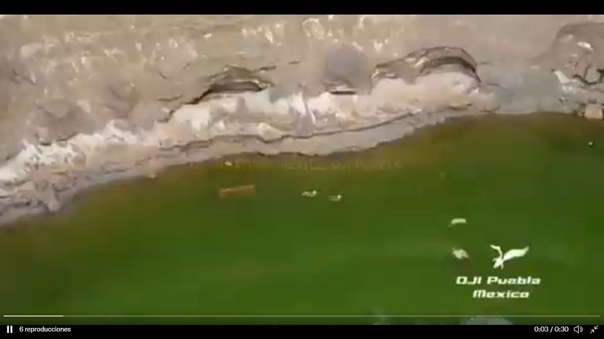 VIDEO: Dos patos nadan en el socavón de Zacatepec 2 patitos