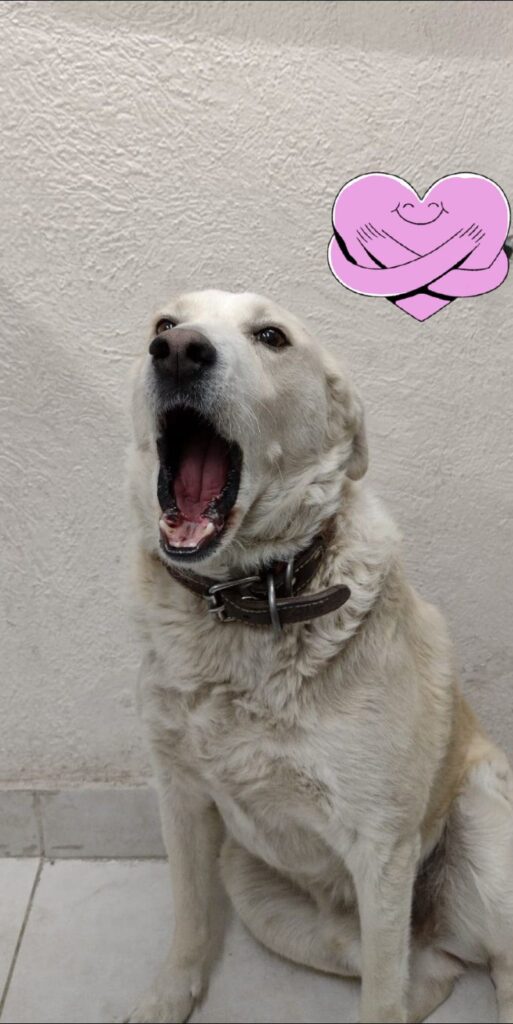 perrito matute farmacia