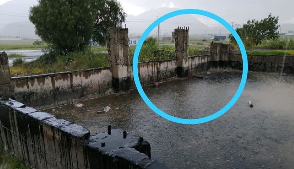 perritos chapopote 1