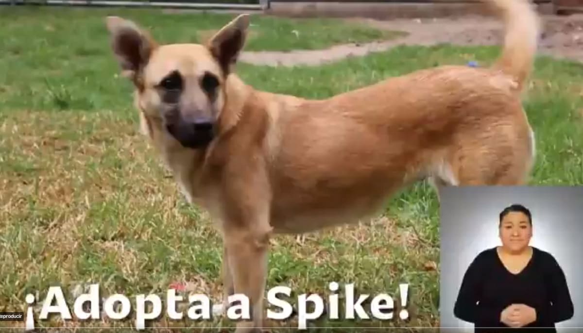 Lanzan campaña para adoptar a Spike, la perrita rescatada en el socavón 1 spike 1