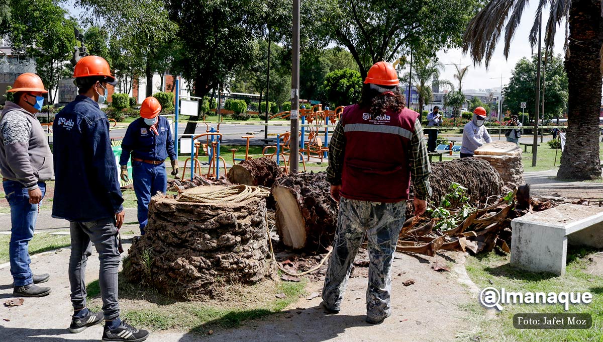 Por supuesta plaga Ayuntamiento derriba palmeras de Analco y van por las del Parque Juárez 15 tala de palmeras puebla 8