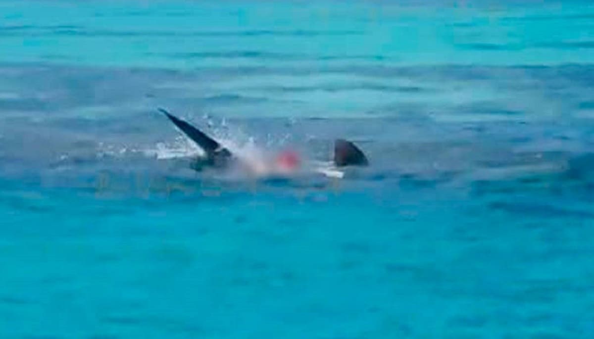 VIDEO: Tiburón devora el cadáver de un hombre en Yucatán 1 tiburon devora pescador 1