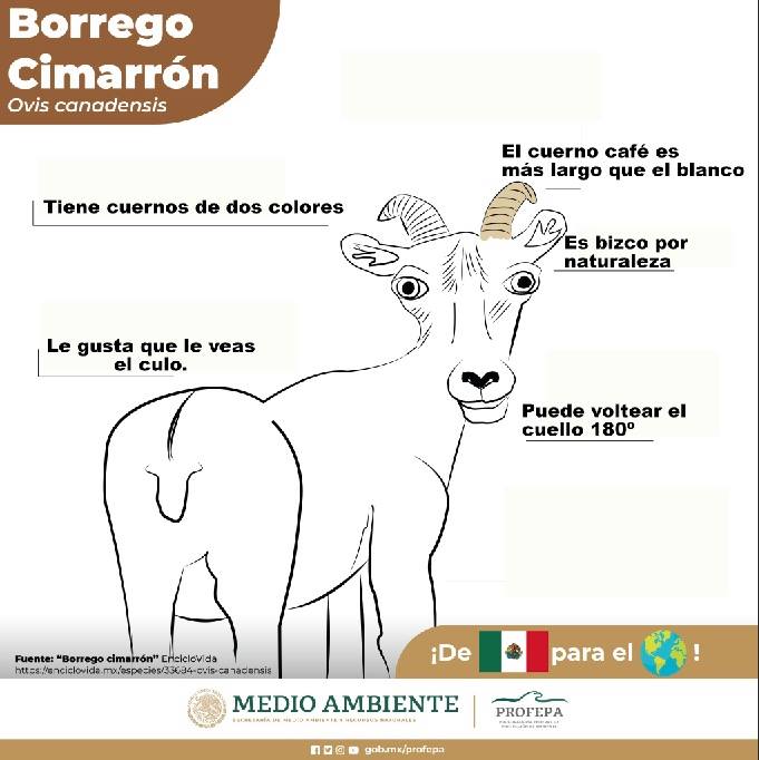Dibujos de fauna en México de la Profepa desatan burlas y MEMES en redes 11 Borrego Cimarron