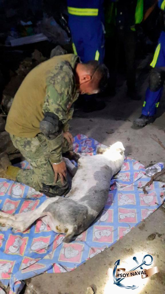 Marino intenta reanimar a un perrito