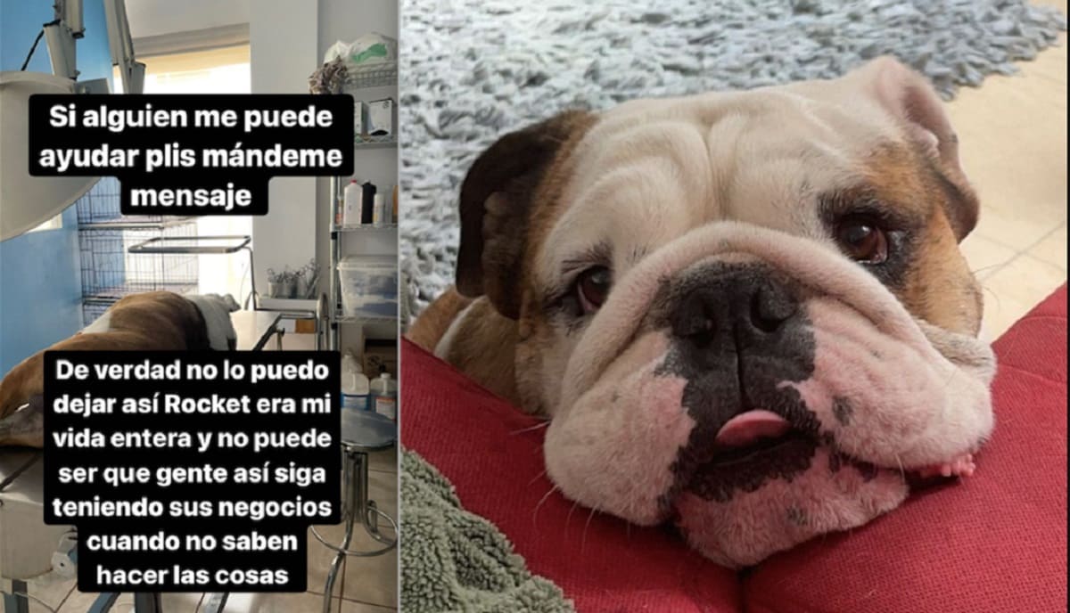 Lleva a su "lomito" a bañar a una veterinaria; se lo entregan muerto 1 Perro veterinaria 1