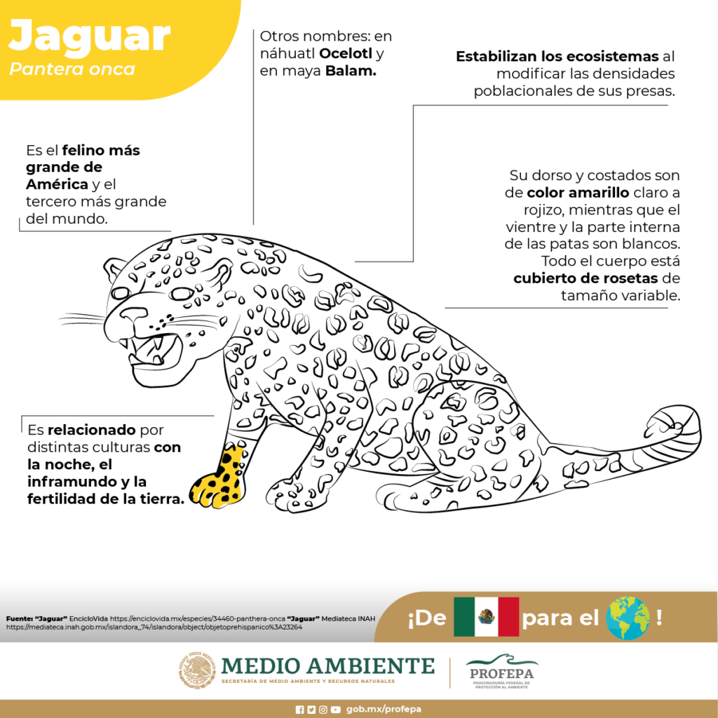 Dibujos de fauna en México de la Profepa desatan burlas y MEMES en redes 8 fauna en México