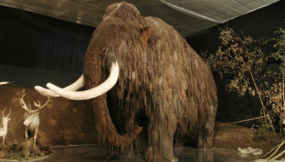 ¿Manny está vivo? Científicos buscan "resucitar" al mamut lanudo 1 mamut 1