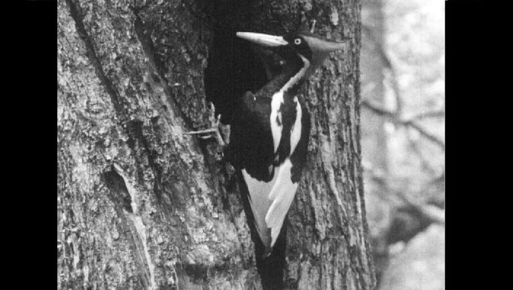 EU declara extintas a 23 especies, entre ellas el pájaro carpintero 4 pajaro carpintero 01
