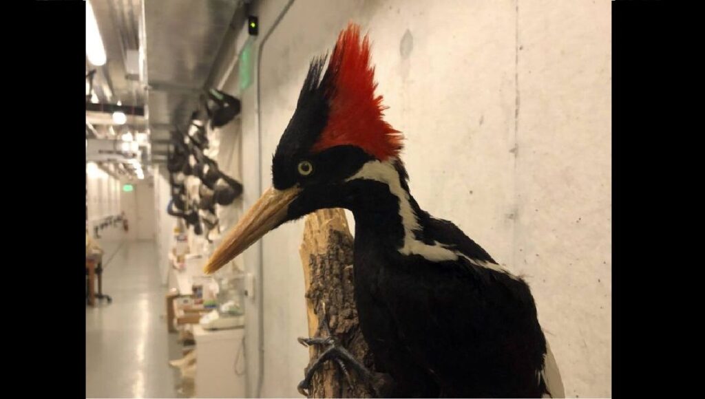 EU declara extintas a 23 especies
