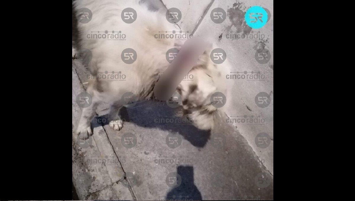 Vecinos de Xochimehuacán piden ayuda para rescatar a un perrito maltratado por sus dueños 2 perro