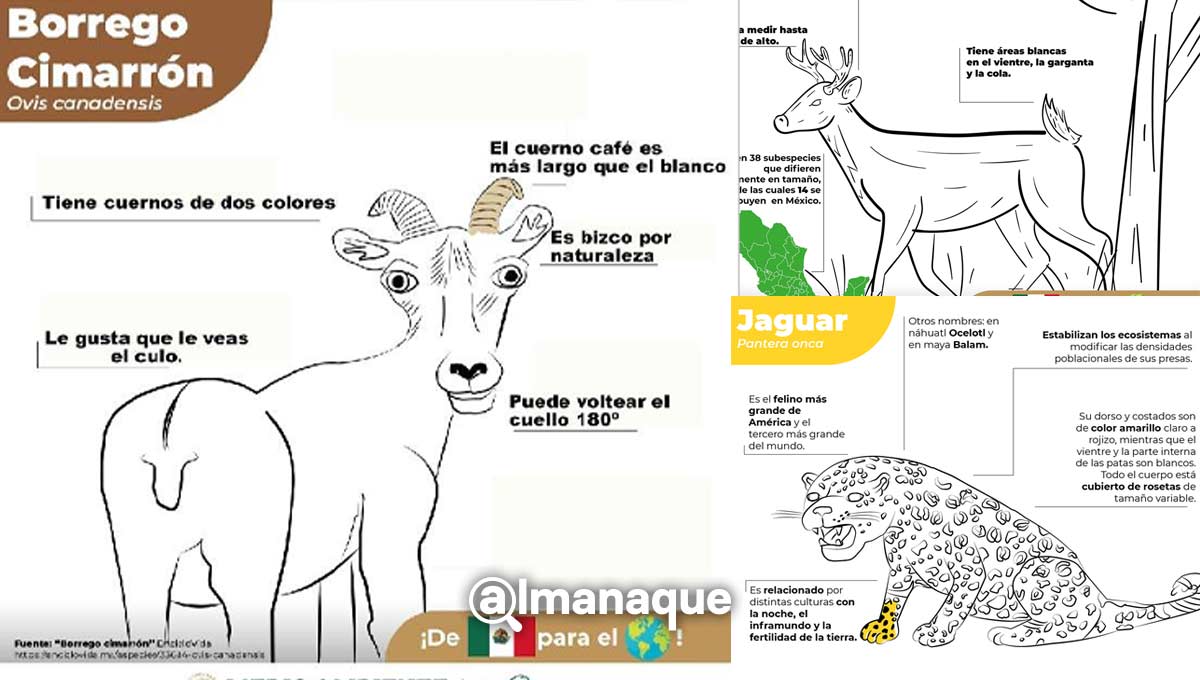 profepa infografias