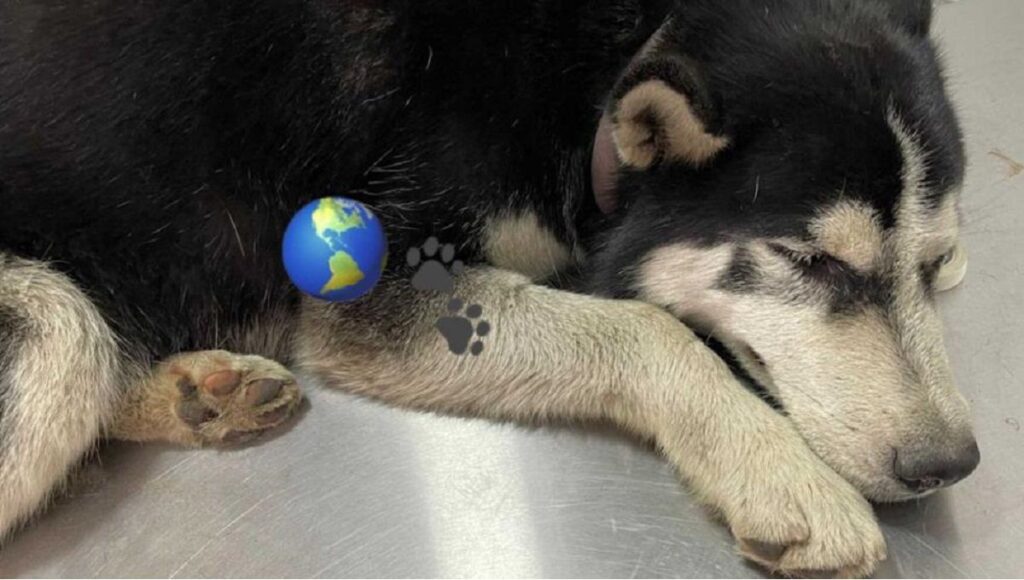 rolohuskyatropellado focus 0 0 983 557