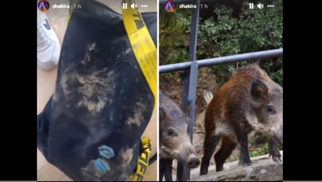 Shakira fue atacada por dos jabalíes en Barcelona
