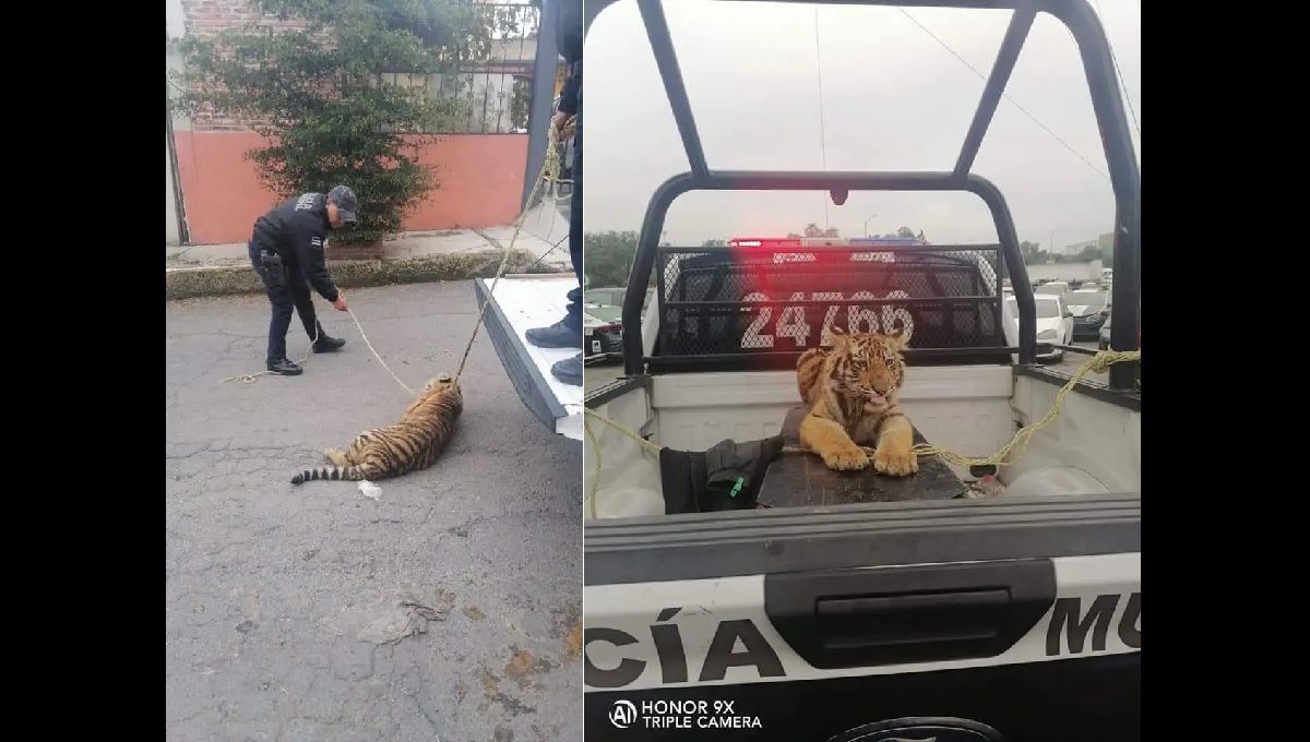 tigre de bengala