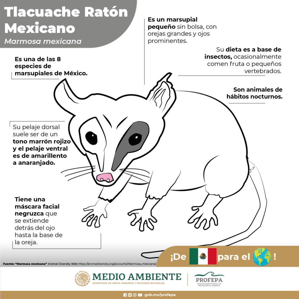 Dibujos de fauna en México de la Profepa desatan burlas y MEMES en redes 12 tlacuachw