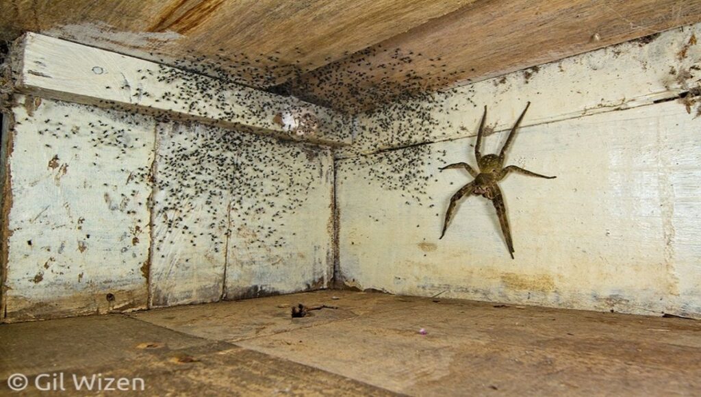 Hombre encuentra arana gigante debajo de su cama
