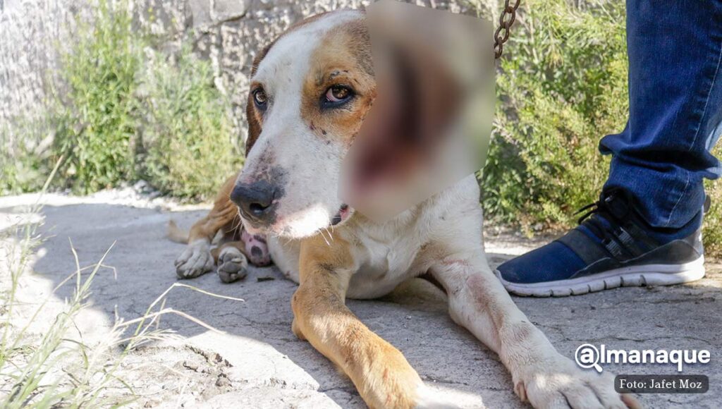 Solicitan ayuda para Solovino el perrito al que se le reventaron los timpanos