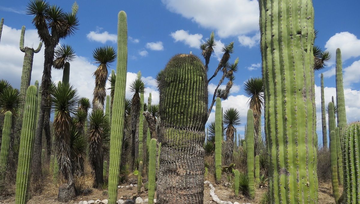Organiza Turismo encuentro municipal “Tehuacán y la Reserva de la Biósfera en Puebla” 2 biosfera tehuacan