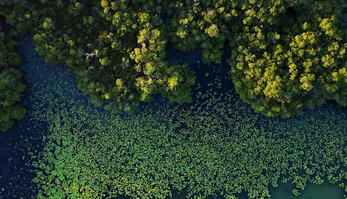 bosque de manantiales portada