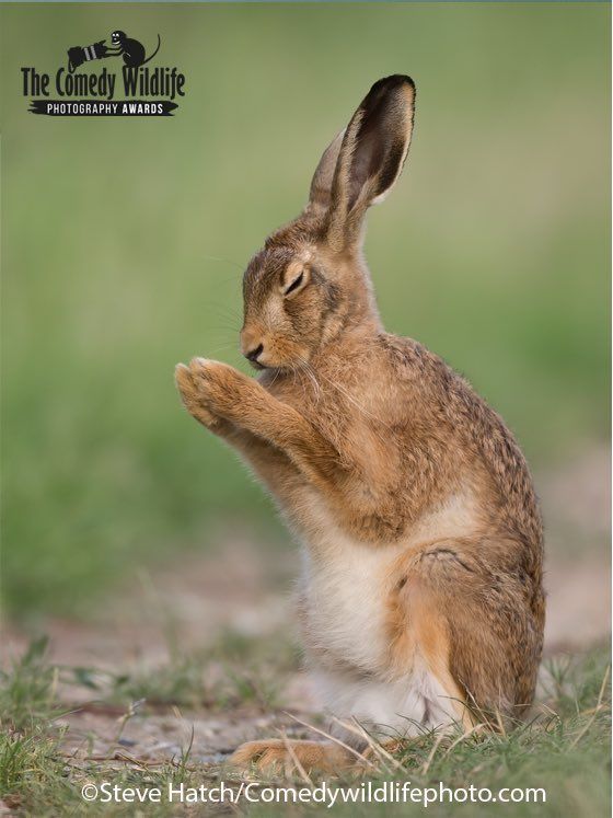 canguro comedy awards