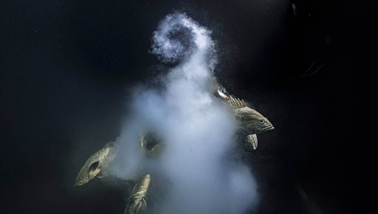 Conoce las fotografías ganadoras del Wildlife Photographer of the Year 6 concurso wildlife