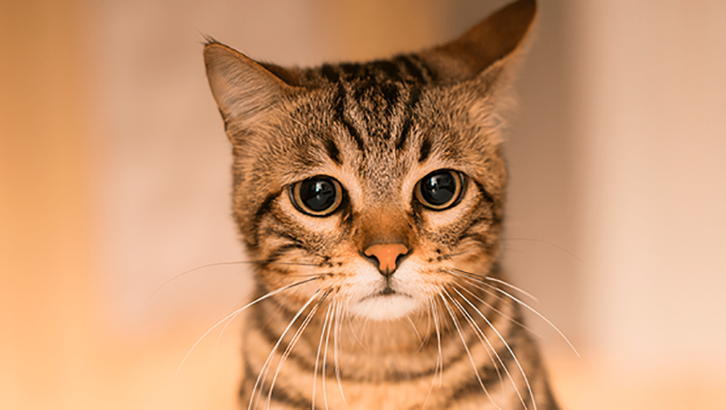 gato