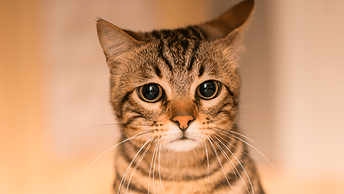 Hombre asesina a su vecino en Florida porque su gato entró a su patio 2 gato