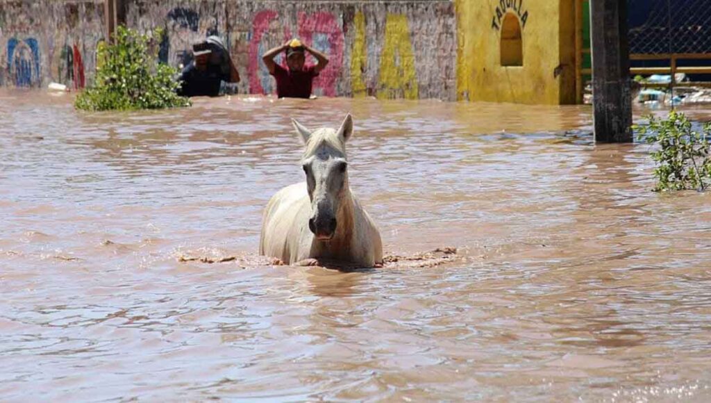 huracan pamela nayarit caballo