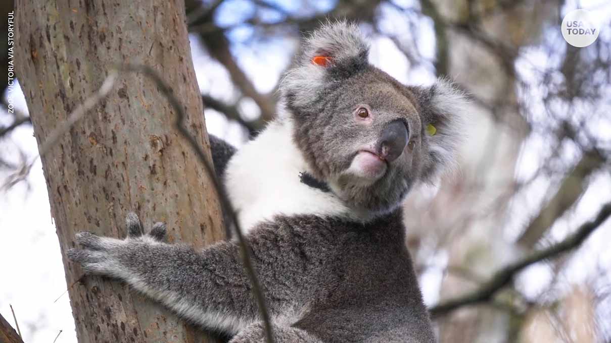 Koalas de Australia sufren epidemia de clamidia 3 koalas clamidia