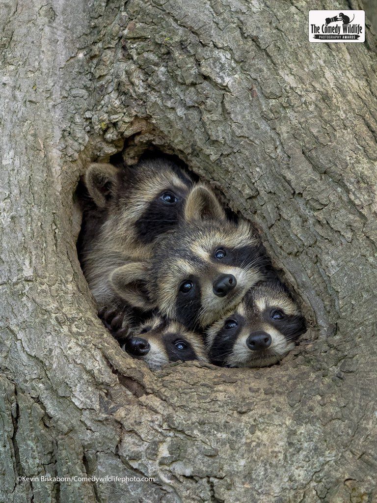 Fotografías de naturaleza