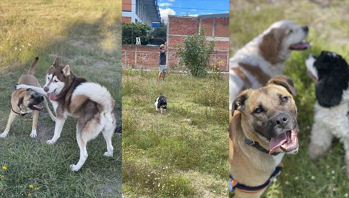 parque perros cuautlancingo