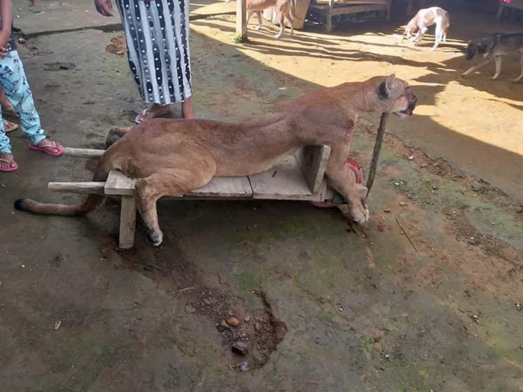 IMÁGENES FUERTES: Cazador descuartiza a un puma en Chiapas 4 puma