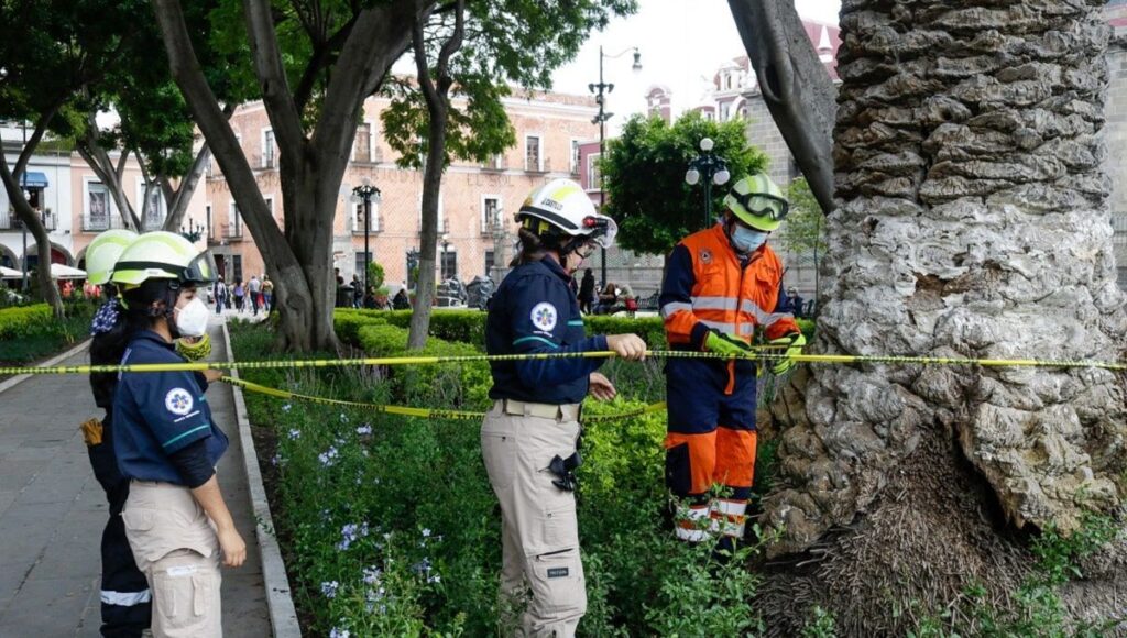 se cae arbol en el zocalo de Puebla.jpg 2 min
