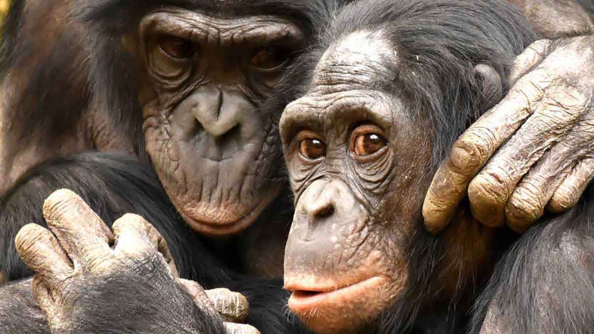 Día del Orgullo Primate, ¿Por qué se celebra el 24 de noviembre? 2 dia del orgullo primate