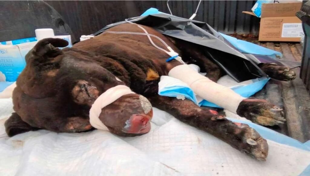 esponjoso Xochimehuacan