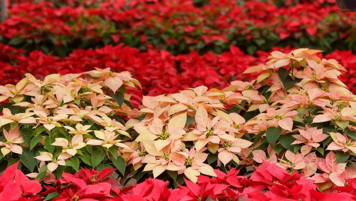 Anuncian feria de la nochebuena en Atlixco; producirán más de un millón de plantas 7 nochebuena