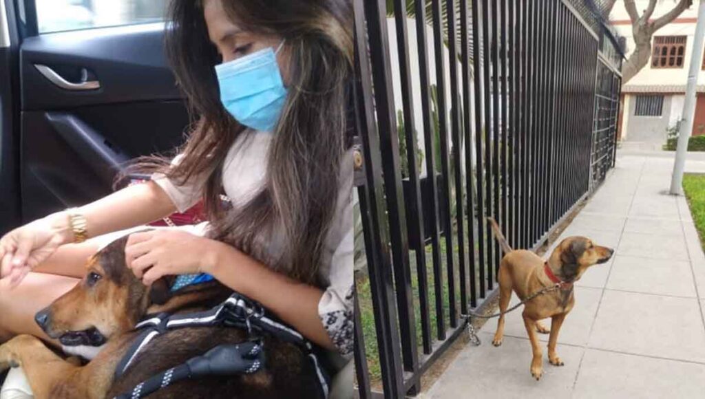 perrito abandonado peru