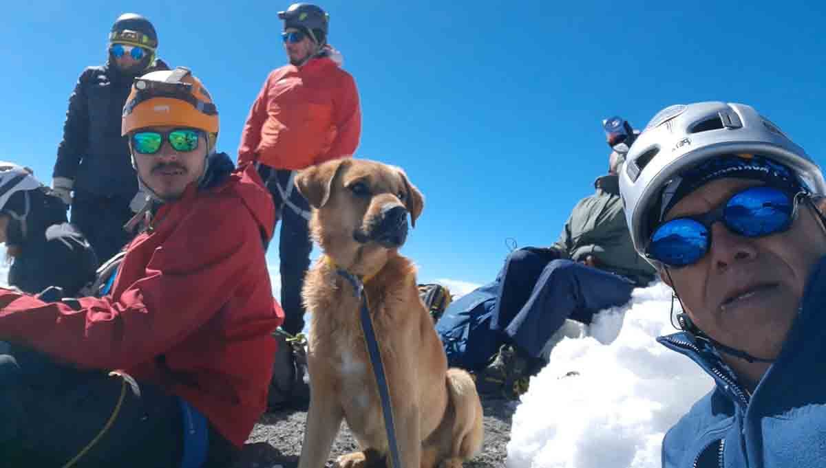 perrito pico de orizaba