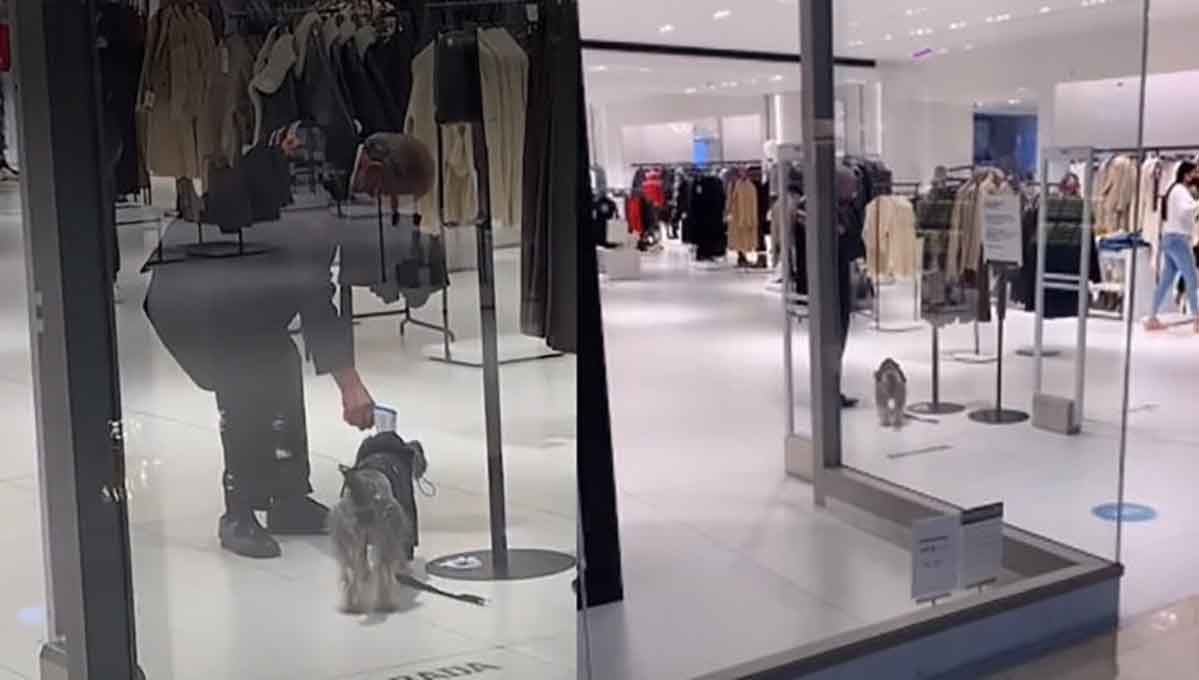 VIDEO: Guardia de seguridad mide temperatura a perrito que intentó entrar a Zara 3 perrito zara