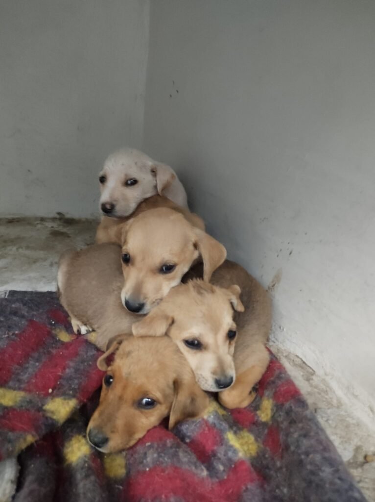 Pequeños sobrevivientes