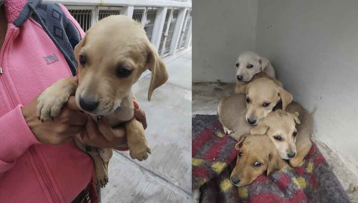 perritos xochimehuacan adopcion