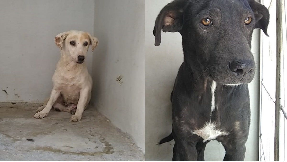 Estos son los lomitos rescatados en Xochimehuacán que buscan a sus dueños 2 perro min