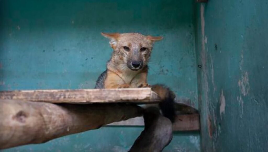 Peruanos compran zorro aldino; lo confundieron con un perro 4 Zorro aldino