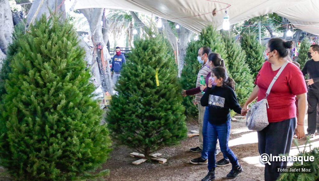 Arbolitos de navidad Puebla 7