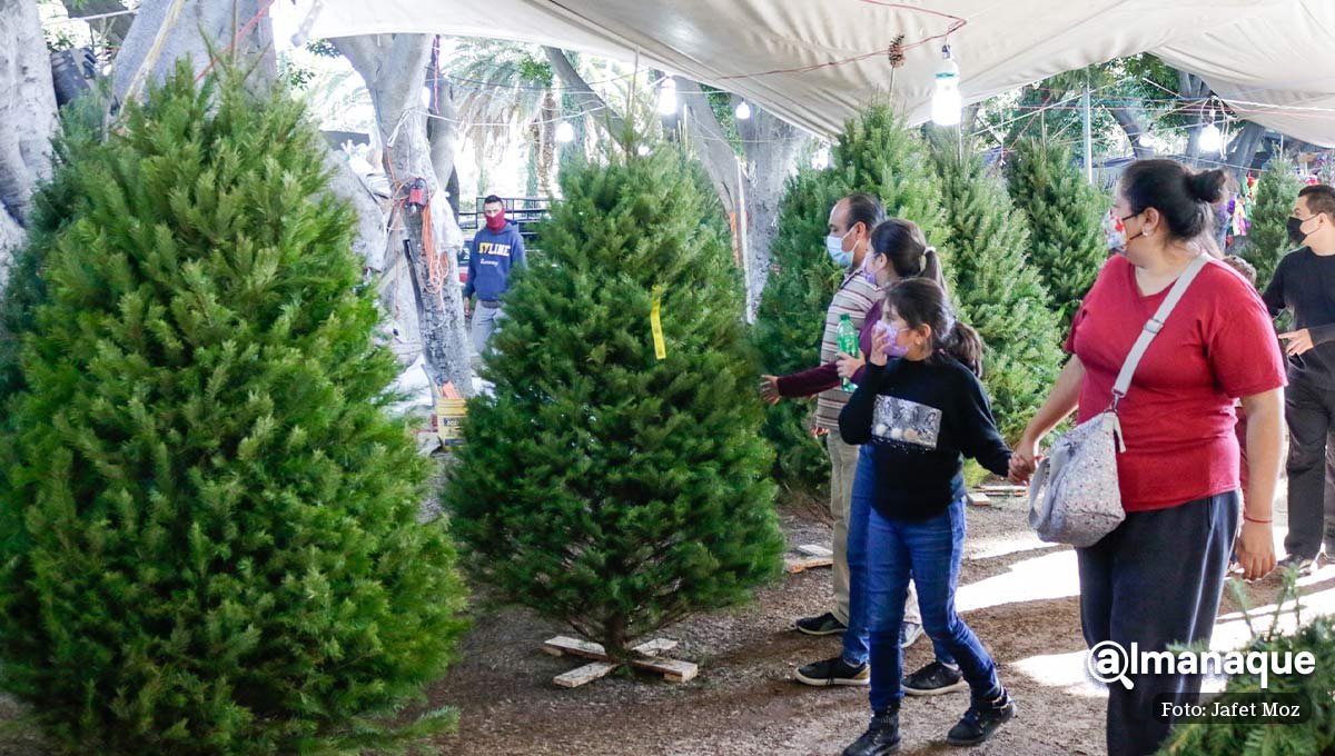 Arbolitos de navidad Puebla 7
